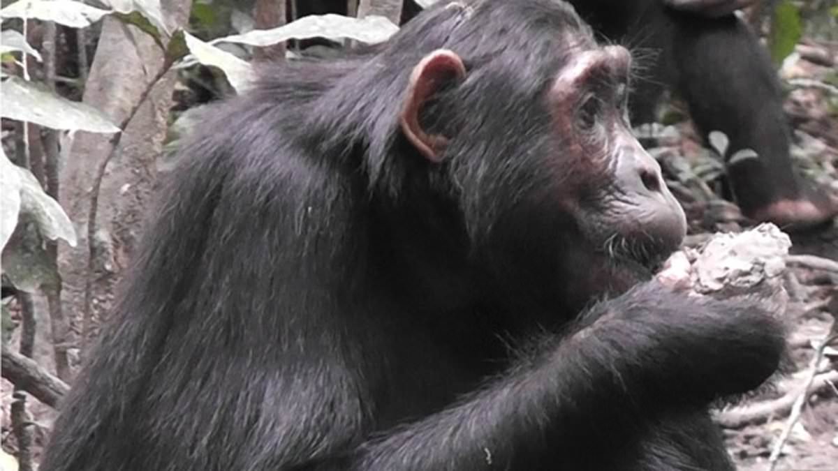 Chimps are now eating disease-ridden bat feces as over-farming wipes out food sources in Africa trib.al/E2S118b