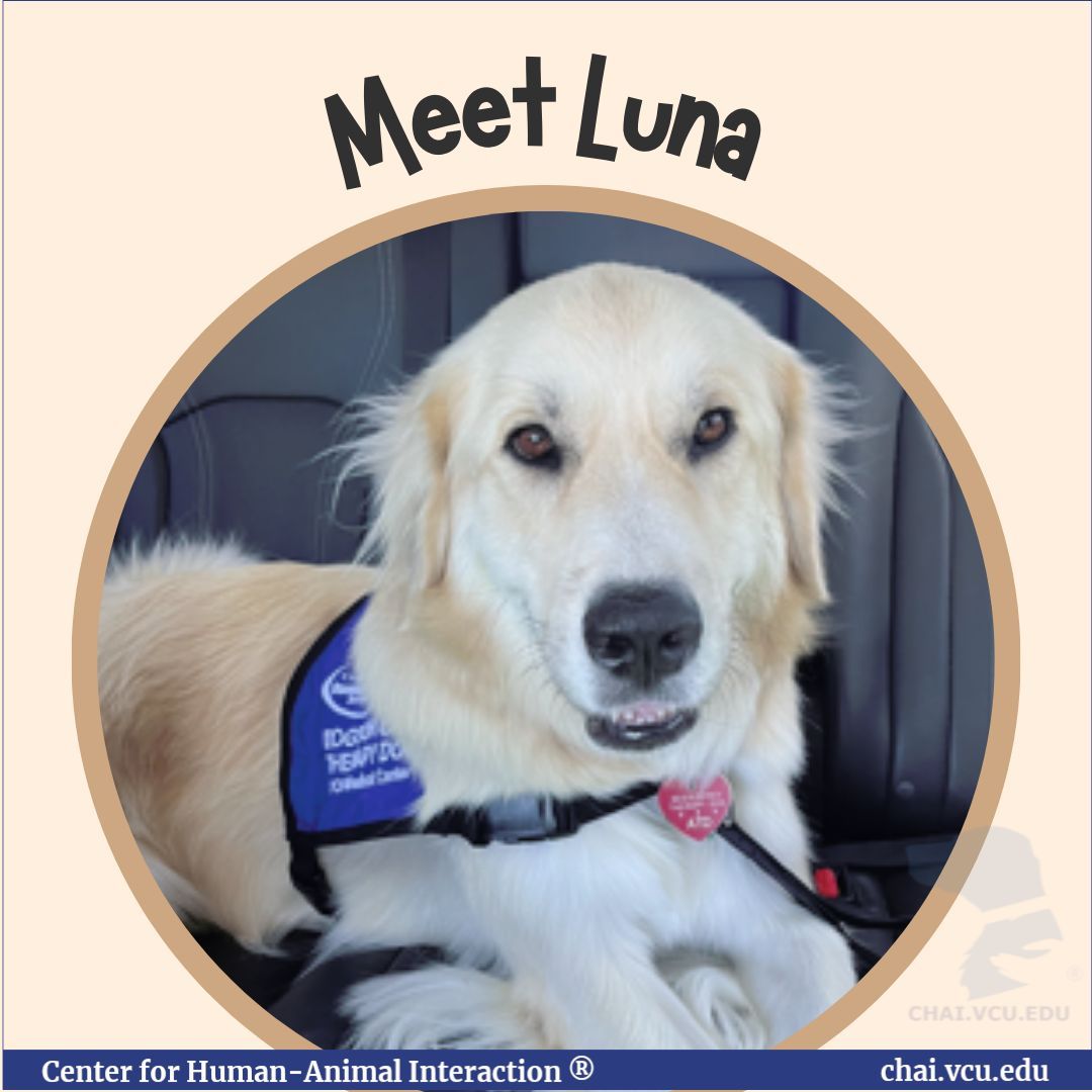 For National Therapy Dog Day, we are doing a countdown featuring some of the Dogs on Call! 

Luna the Golden Retriever/Great Pekinese loves taking trips to the hospital! Plus, the back seat makes a fantastic napping spot afterwards! 

#TherapyDogDay2024 #NationalTherapyDogDay
