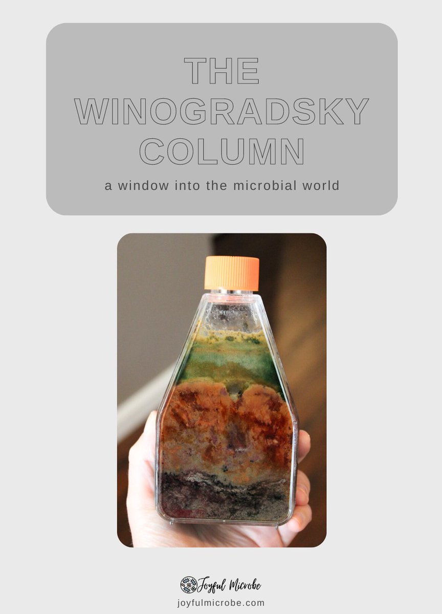 Reveal the hidden world of microbes!🦠 A Winogradsky Column is a window into the colorful world of microbes. My guide shows you how you can use these in the classroom: joyfulmicrobe.com/joyfulwinograd…