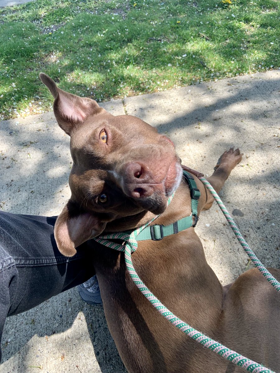 We have another birthday girl to celebrate today! Please join us in wishing Alice (#G25956) a Happy FIFTH birthday! 🎉 If you're ready to open your heart to this sweetheart, please email CourtneyS@animalleague.org for more information! #GetYourRescueOn