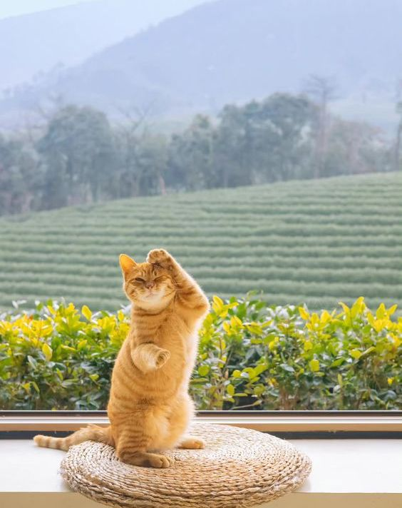 猫たちが歌っている ʕ=^ᴥ^=ʔ ♬
Cats are singing ʕ=^ᴥ^=ʔ ♬

春猫 笑
Spring Cat lol

photo：via Purrtacular Cats