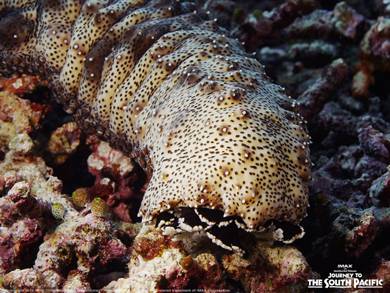 Guess the creature …. 🥒 Yup – It’s a sea cucumber! These unique marine animals get their name from their distinctive cucumber-life shape. Interestingly, sea cucumbers move and eat with their tentacle, tube feet. #MarineLife #SeaCreatures #OceanLovers #SeaCucumbers