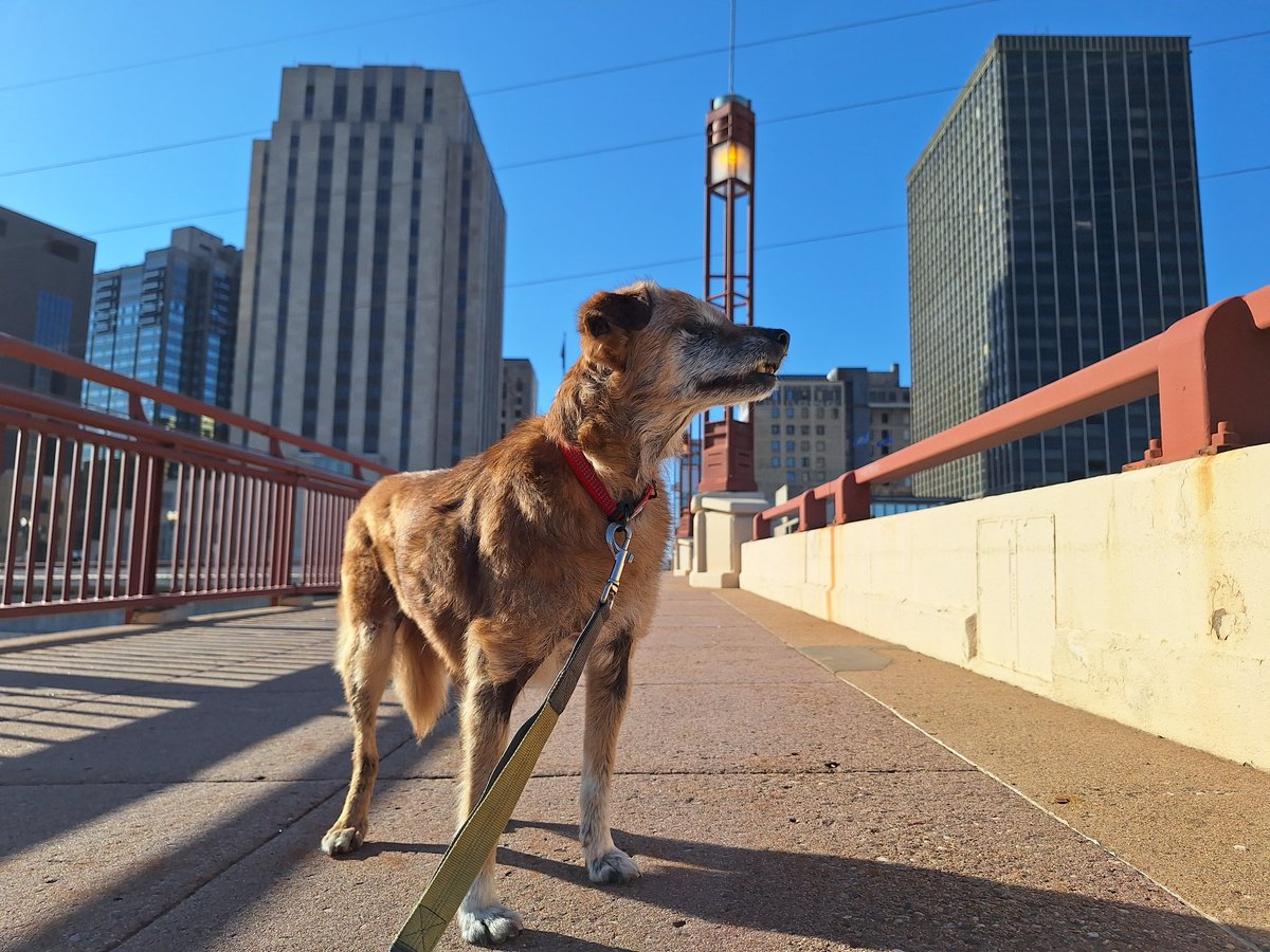 Taking my old blind dog to every bridge in Minneapolis and St Paul so she can feel the breeze -

#4 - Wabasha St Bridge