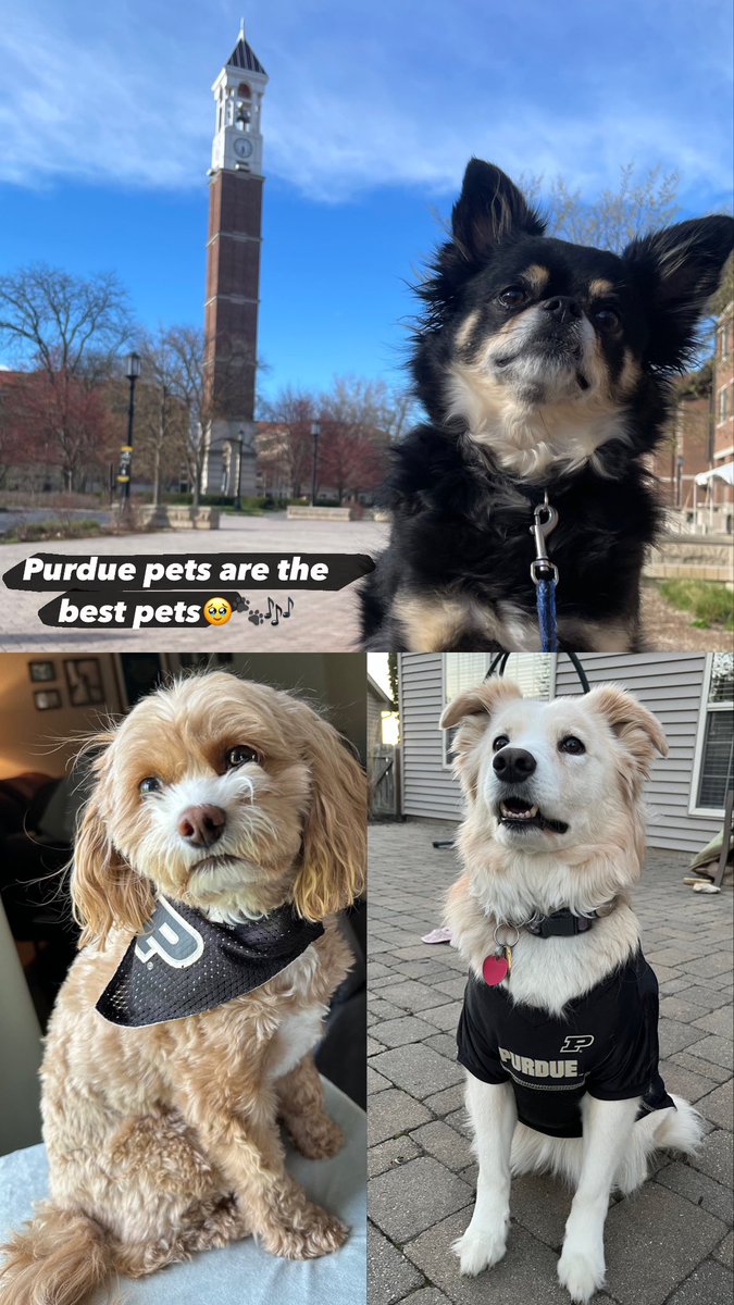 Purdue pets are the best pets🥹🐾🎶 #PurdueBAndO #PurdueDayofGiving