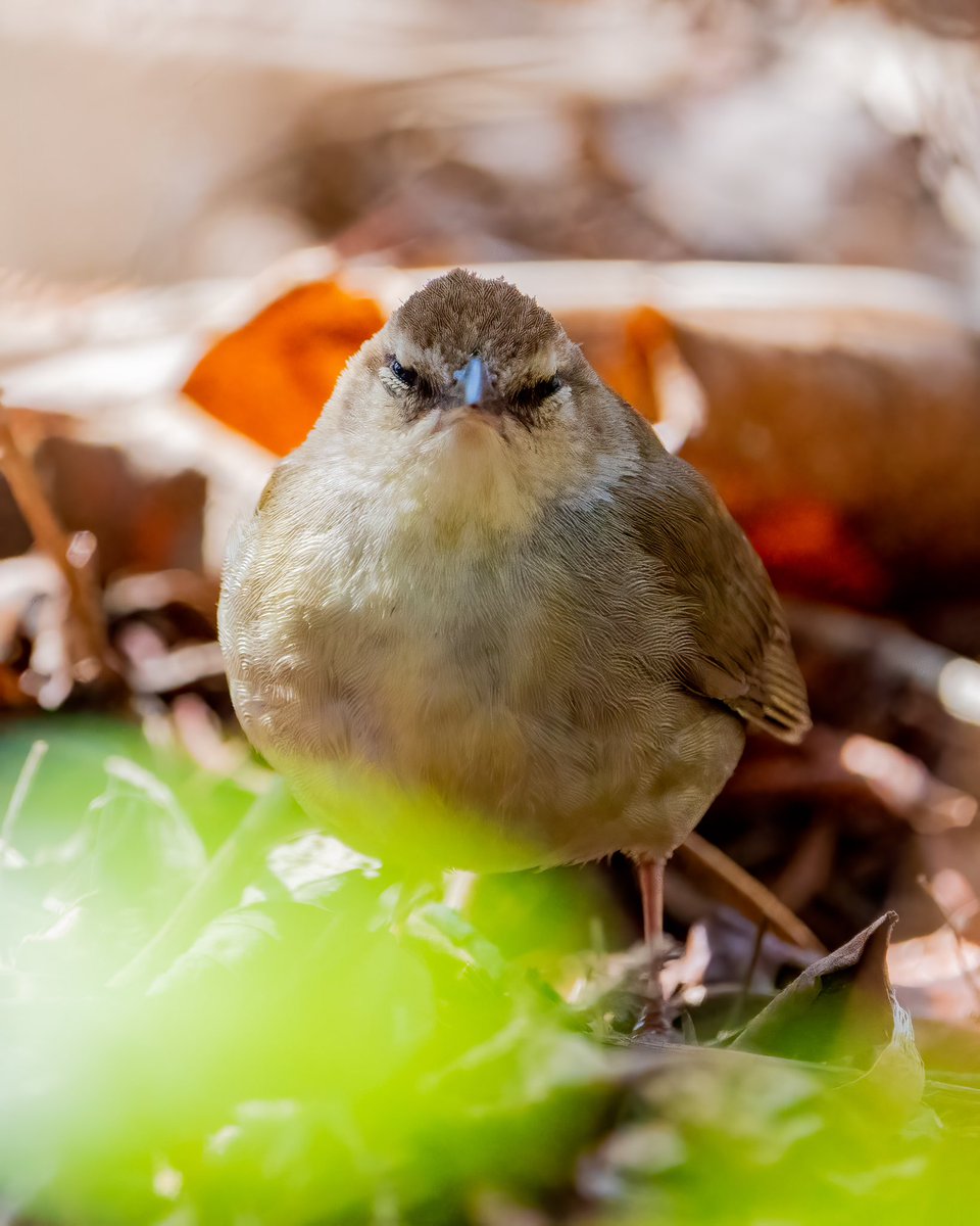 Angry Bird pt 2 
Swainsons Warbler at Brooklyn Bridge Park @BirdBrklyn @NYCAudubon #BirdTwitter #birdwatching #birdphotography #birding #NaturePhotography #naturelovers #SonyAlpha #birds #birdcpp