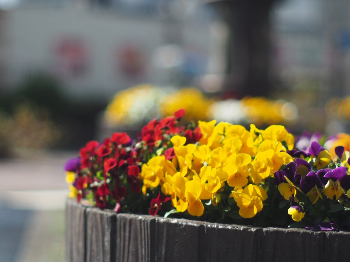 おはようございます。今日の昼は結構暑くなるようですが、北海道の方はようやく桜の開花だそうで、同じ日本でもこんなに時期が違うんですね～🌸
堺市は晴れの18℃です。
#企業企業公式が毎朝地元の天気を言い合う
#企業公式相互フォロー
#企業公式春のフォロー祭
#オールドレンズ