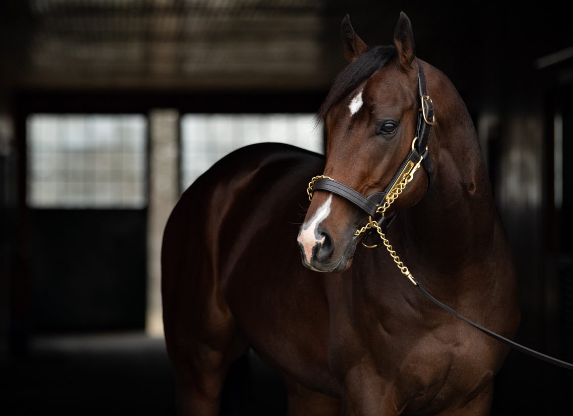 Happy 8th Birthday to the great Omaha Beach! Beautiful boy. ❤️🎉🎉🎉🏇🏻