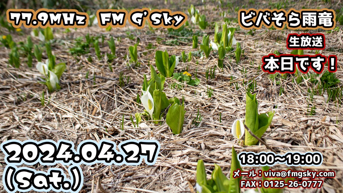 【ビバそらの輪［雨竜回］📻】04.27.
本日、１８時から77.9MHz / FM G'Sky ビバそら雨竜の放送です！

ミズバショウやエゾノリュウキンカも顔を出してきました雨竜町。

メール：viva@fmgsky.com
FAX　 ：0125-26-0777
ぜひ、井戸端会議にご参加ください☻

#北海道雨竜町 #ビバそら雨竜 #fmgsky