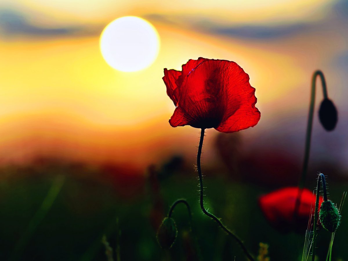 Today, we remember their sacrifice, selflessness, bravery and determination. And we remember their families, and their sense of grief and loss.

#AnzacDay #LestWeForget #AnzacSpirit #AnzacDay2024 #RemembranceDay #HonoringHeroes #WeWillRememberThem #ServiceAndSacrifice #Bravery