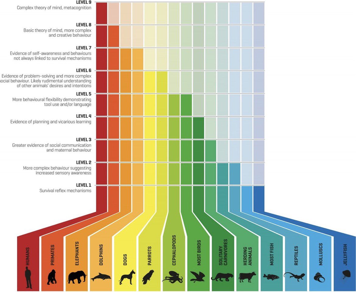 BrianRoemmele's tweet photo. Consciousness across species.

(via @spore_printce) https://t.co/BboeNzq48u