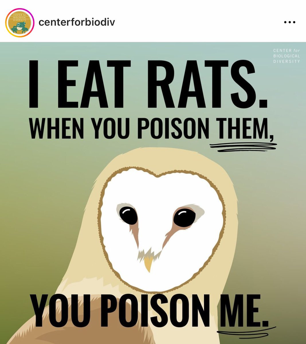 Flaco, the beloved Central Park owl, died with high levels of rodenticide in his system. @CenterForBioDiv is working to reduce the devastating collateral damage of these poisons. Follow them to learn more.