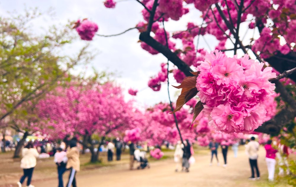 おはようございます☔️さくら散りましたね🌸散ったとたんに、夏の「ねぷたまつり」を騒ぐ人達でてくる弘前あるある😄
（笑）祭り好きが多い（笑）

私は遅咲きの桜、弘前公園四の丸の関山トンネルを待ってるんですが😅🌸

🌸写真は2023年4月30日🌸