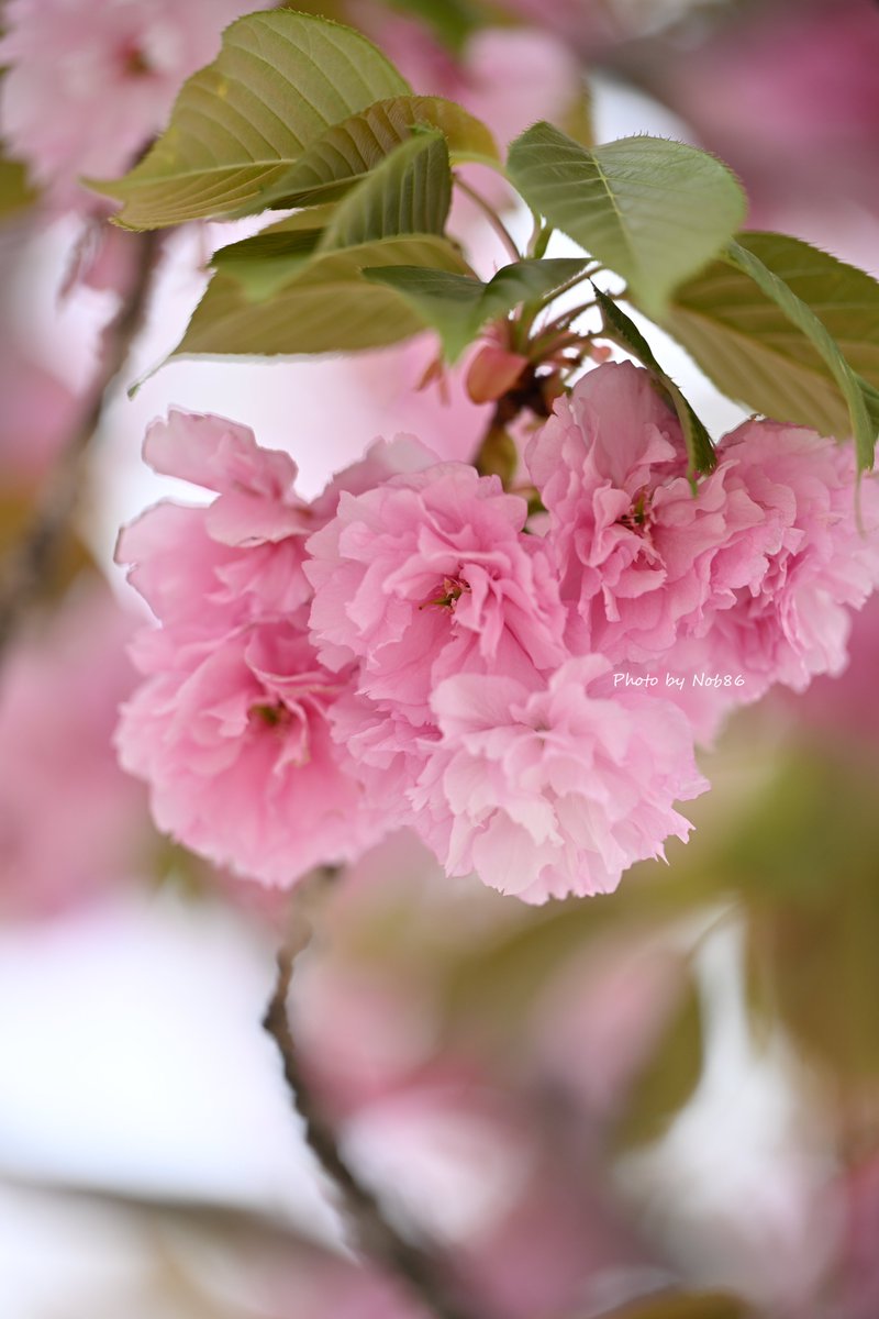 ボンボン八重桜 縦構図 Nikon Z8 + Z 70-200mm f/2.8 VR S 3825 #八重桜 #桜 #私とニコンで見た世界