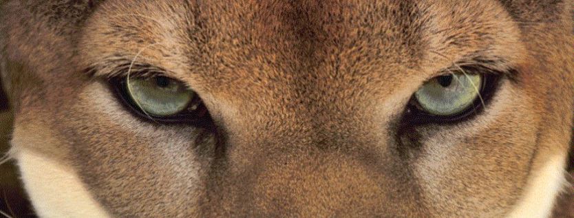 The Cougars win two today, 11-3 &amp; 12-2.  The Cougars are now 30-10 on the season.  The first time in program history to post 30 wins.
