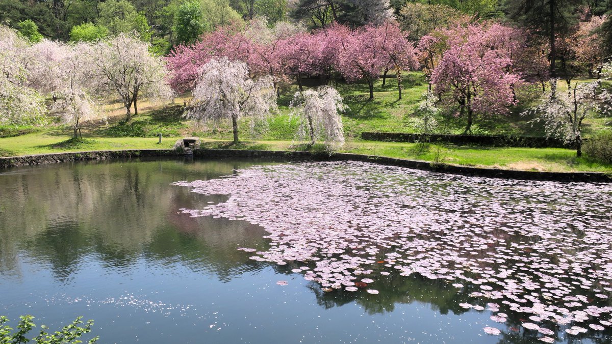 Yukyuzan Park is a large park on the outskirts of Nagaoka City, Niigata Prefecture. When I visited on April 22nd, the Yoshino cherry trees were scattered, but the double cherry blossoms and weeping cherry blossoms were in full bloom. This was unexpected and I was very happy.