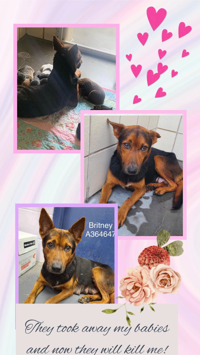 🆘🐾 BRITNEY here #A364647 I was never aggressive, I tried to protect my babies 😢Shepherd mix 
#Corpuschristi TX AC  will 🔥KILL🔥me 4/29😭After I weaned my babies they took them away from me I was just a burden to get rid of 💔and now they will take my life. Is this right? Pls