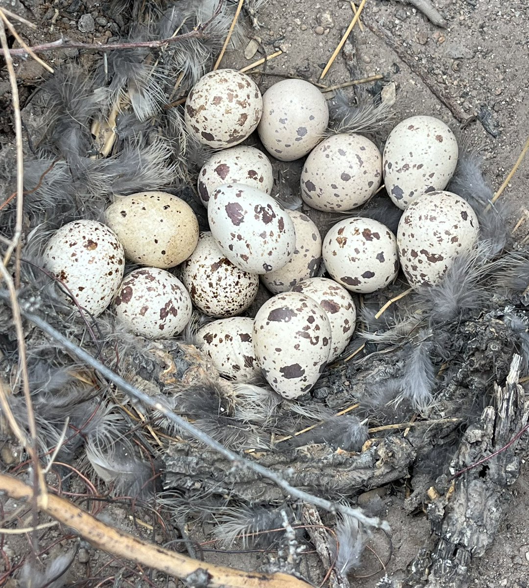 16! One of our resident mama quail decided to lay her eggs in our fire pit. We won’t be burning anything for awhile #DesertLife