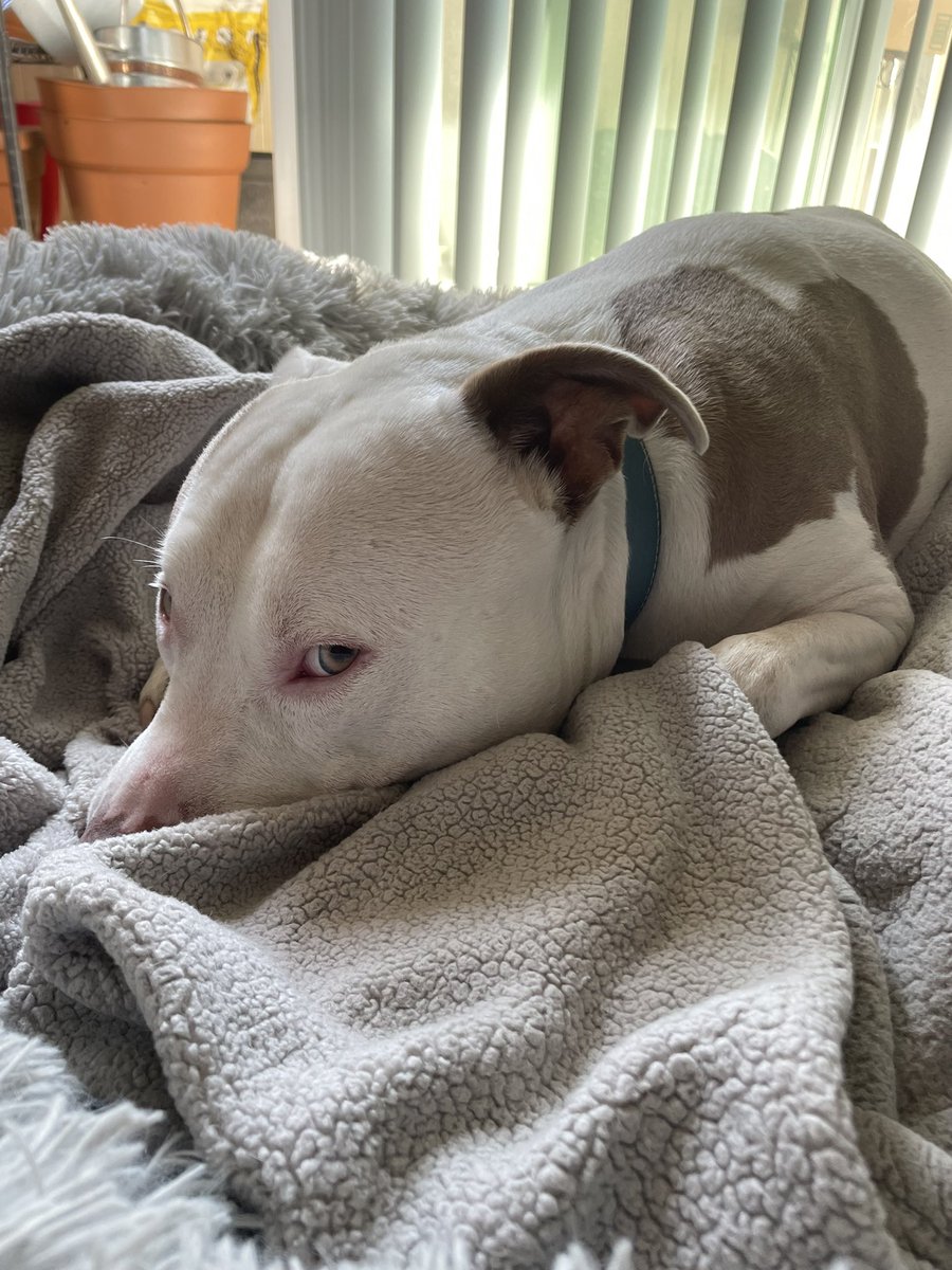 unbroken_jenn's tweet photo. My fur baby is feeling poorly and I’m so damned sad. This is my dog who literally follows me room to room and is up my ass every single moment of the day. Today he hasn’t even lifted his head or acknowledged my presence.
I’m devastated. #mydog #pitbull #mybaby #furbaby #Tanky https://t.co/q7o7ng7gEY
