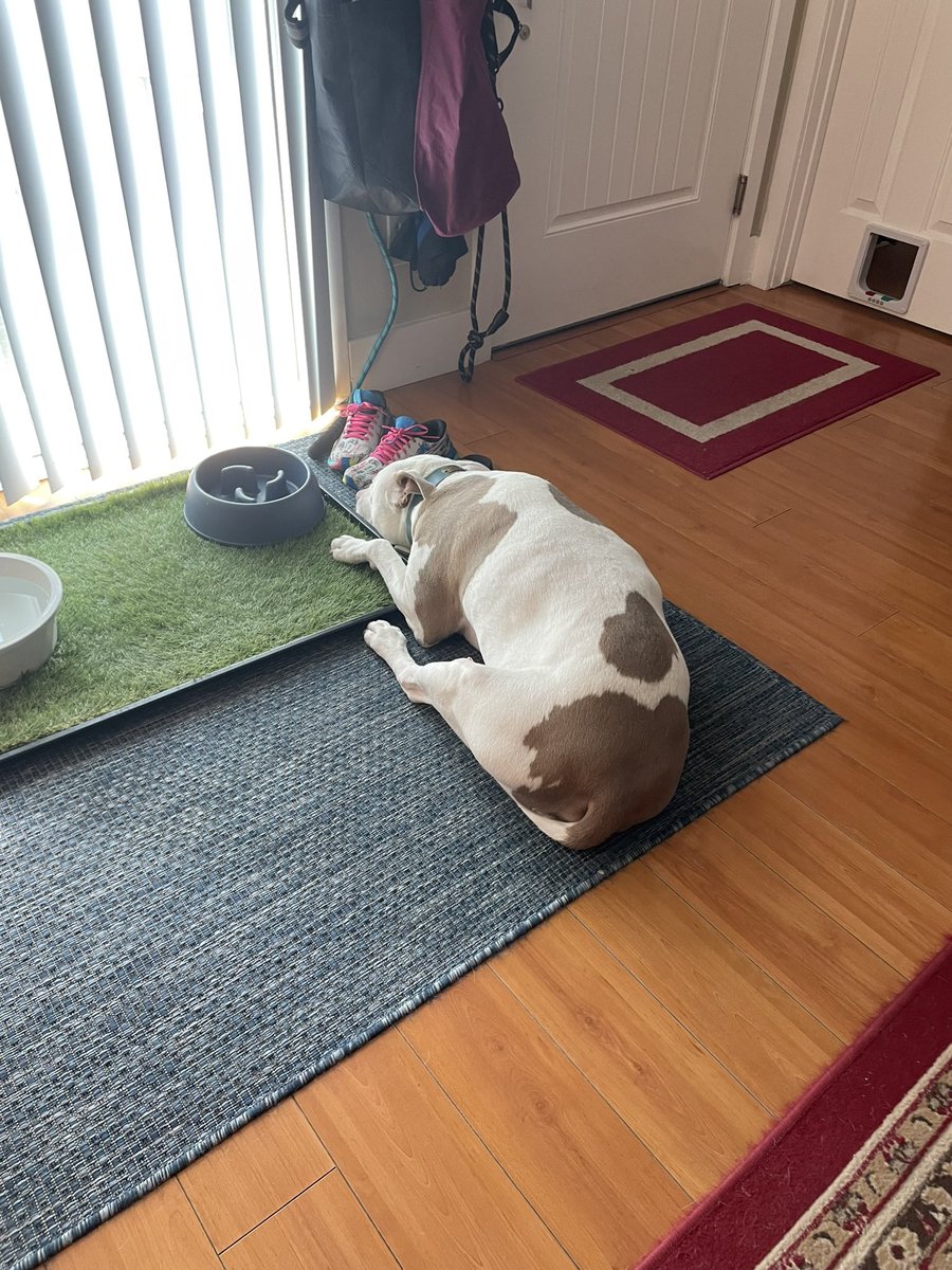 unbroken_jenn's tweet photo. My fur baby is feeling poorly and I’m so damned sad. This is my dog who literally follows me room to room and is up my ass every single moment of the day. Today he hasn’t even lifted his head or acknowledged my presence.
I’m devastated. #mydog #pitbull #mybaby #furbaby #Tanky https://t.co/q7o7ng7gEY