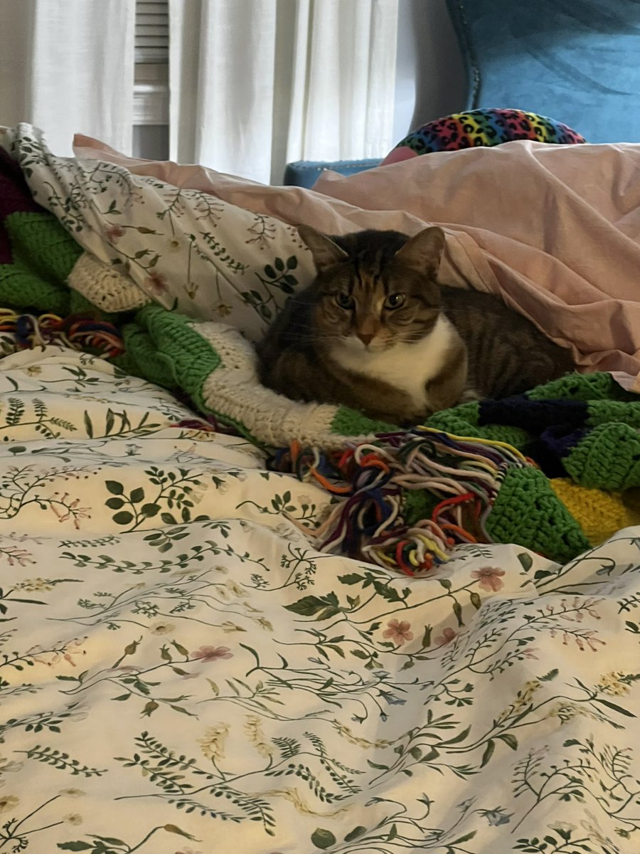 stapcrew's tweet photo. @DannyDeraney @Crosbydoggy Aw sweet Crosby girl 💕 Sending lots of hugs your way. Here’s my sweet pea Olive. She loves my 50+ year old afghan and snuggling with me at night. https://t.co/X2J2FcnURo