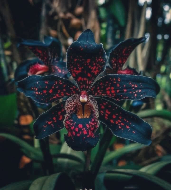 black orchid 🖤