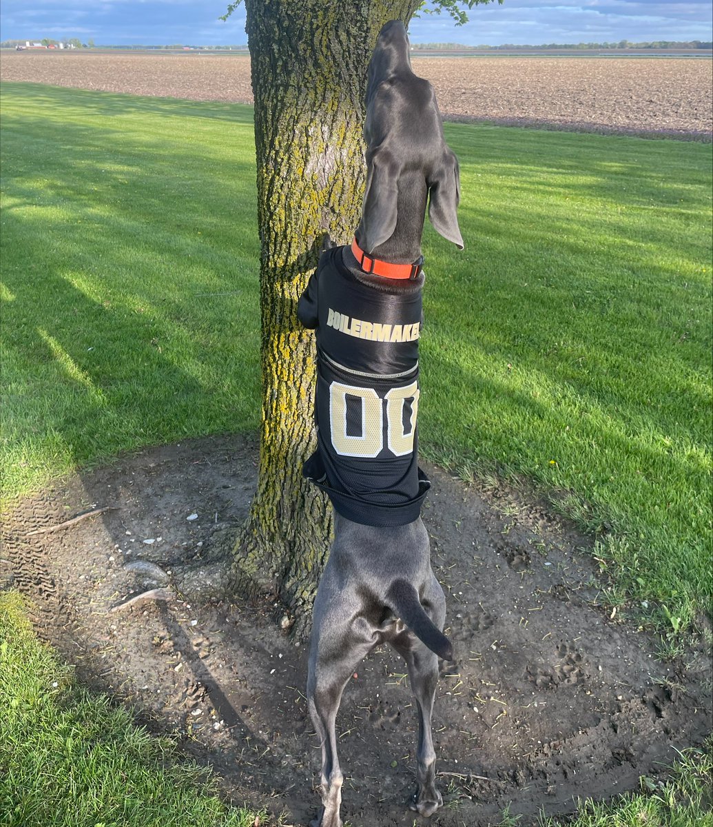 Cash is hoping that you supported @PurdueAg today during our 11th #PurdueDayofGiving! rb.gy/k6ft53