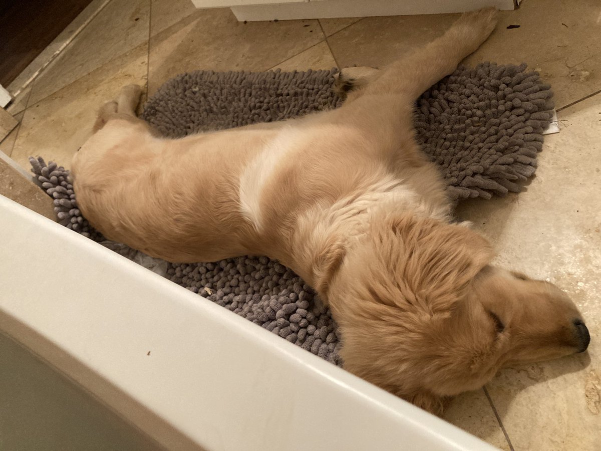 TV_Washburn's tweet photo. @DannyDeraney @Crosbydoggy I can’t take a bath without Hudson guarding the tub, or at least, holding down the rug. https://t.co/9wFEF4Pb7h