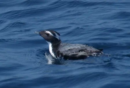 #世界ペンギンの日 なのでよくある質問にお答えします。

Q. 日本野鳥の会はなんでペンギンのピンバッジを作ってくれないの？

A. 野生のペンギンが日本にいないからです…

BY 日本「野鳥」の会バードメイト

▼ペンギンっぽい国指定天然記念物 #カンムリウミスズメ をぜひ🐧
mobile.wbsj.org/activity/conse…
