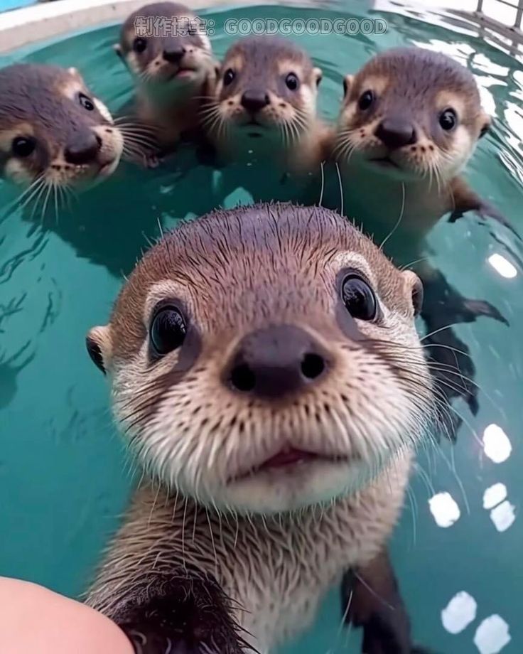 vivaneil1234's tweet photo. 🦦🤳😂 https://t.co/Ko4LnotYHu
