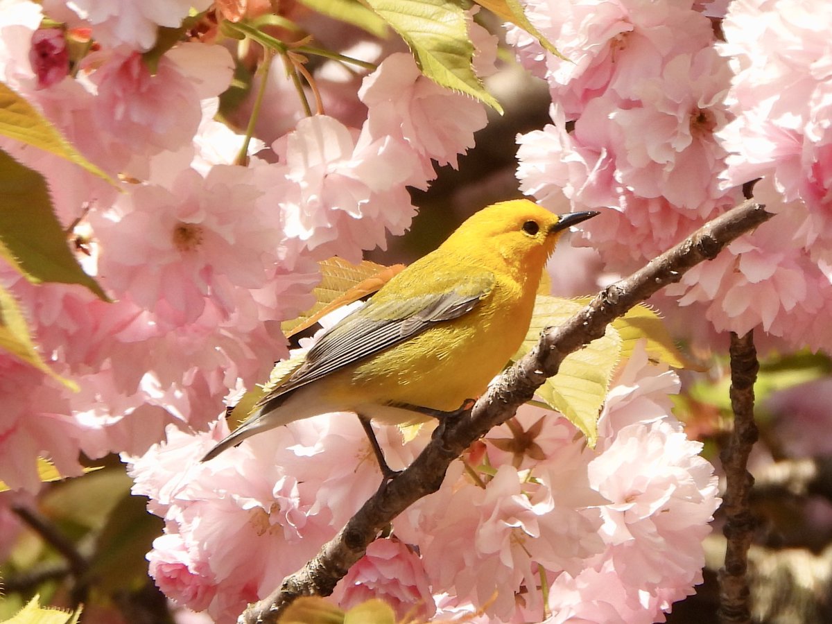 Prothonotary Warbler 💛🌸 Turtle Pond in Central Park #birdcpp #birding #birdwatching