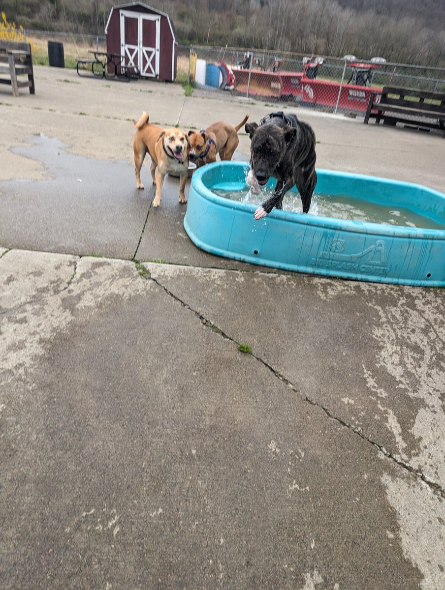 Yukon pics 🥰 first 2 are from Sunday, notice his crazy butt is only one in water cuz it was chilly out 😂