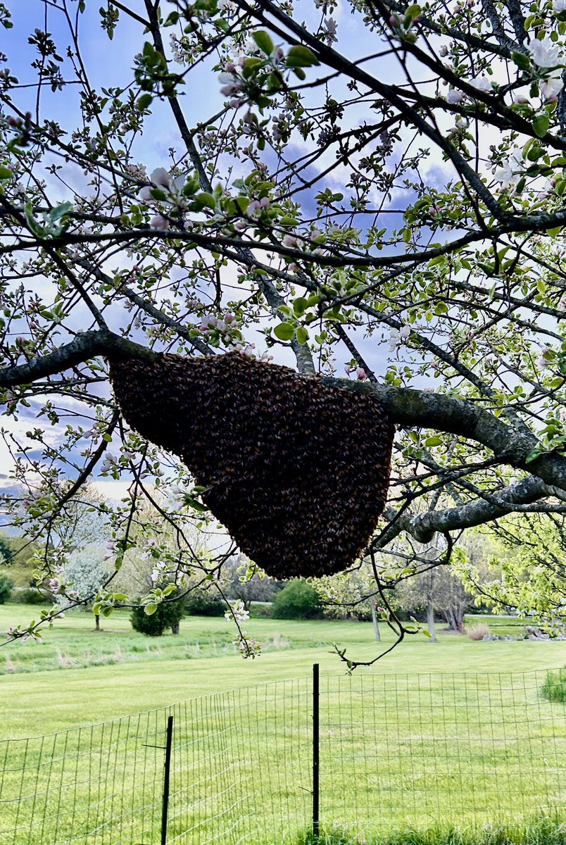 Bees are amazing creatures…stay warm
🐝
vintagefarmlife.com #linkinbio #vintagefarmlife #1blog #bees #orchard #beeswarm  #vizslas #garden #vernavizsla #sherrywroyer  #author 
#collecting #antiques 
#mycountryhome #vintage #vintagedecor #countrystyle #countrylivingmag #farm