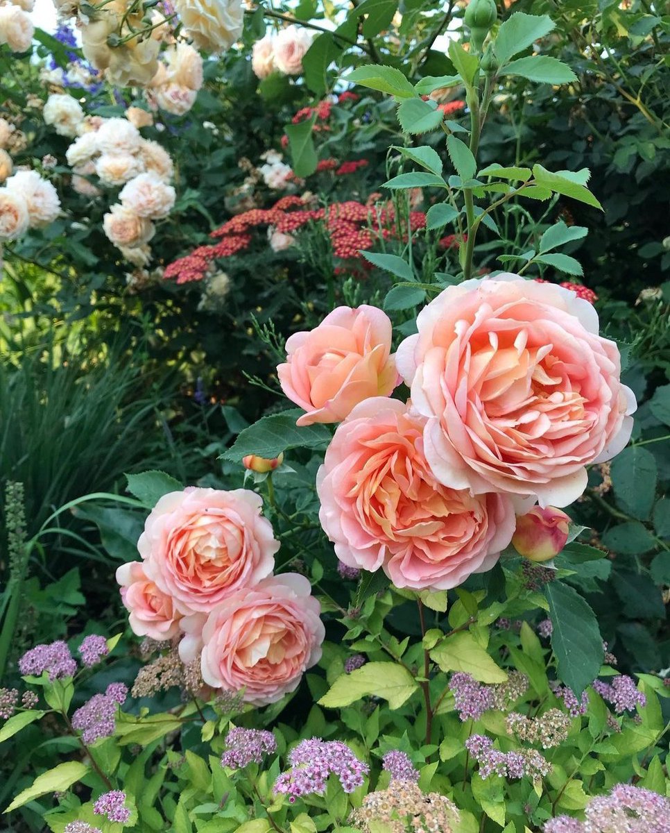 #shrubs #flowers #roses #sunset #sunrise