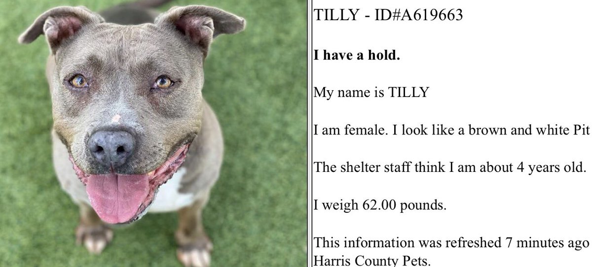 ❤️🎉🥳🎊🎈Beautiful TILLY has found a new someone to love her just in time! She will be a great friend for that lucky 🍀 person! Thank you everyone for helping TILLY from Houston #TX find safety 🙏🐾! Will update more as I receive details! Happy tails TILLY ❤️🎉🐾🎊🥳🎈