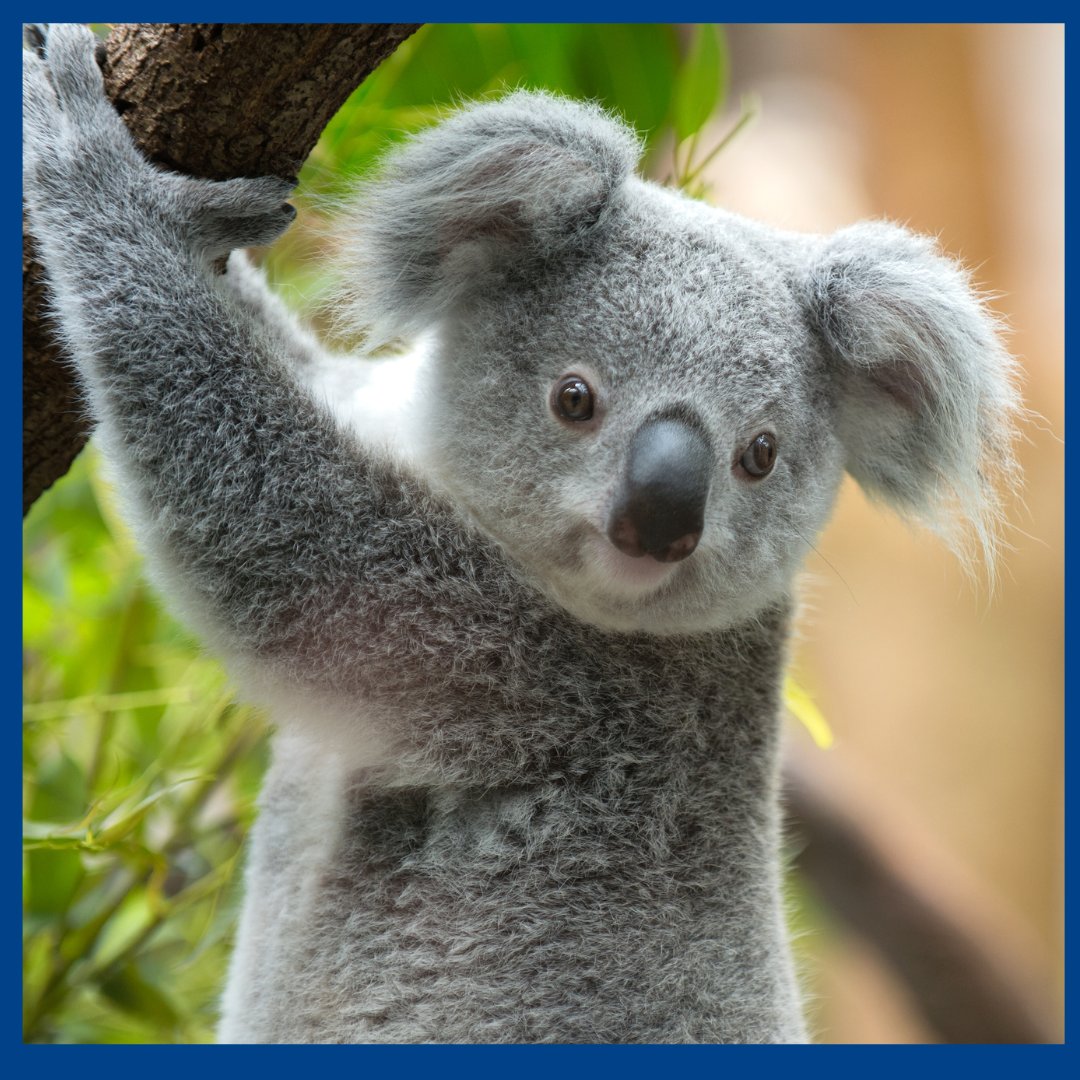 What do koalas want? Find out more by joining the Three Flats Landcare Group to learn more about koalas.
It will be held on Friday 24 May, 7pm to 9pm at the Yackandandah Public Hall - Gallery Section, 36 High St, Yackandandah.
Register at events.humanitix.com/what-koalas-wa…