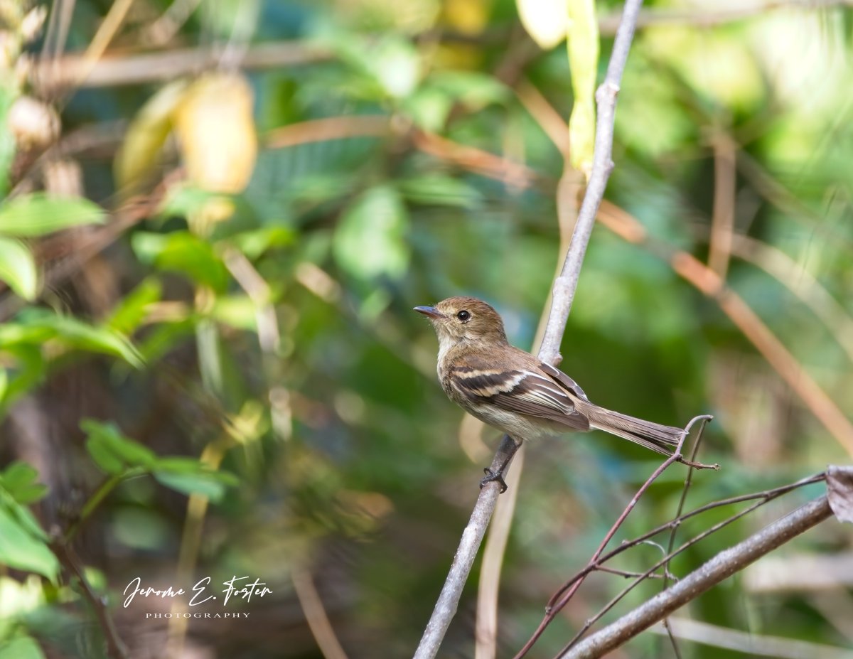 A #Bran-colored #flycatcher sits on an open #branch just for a #moment. #Tacarigua, #Trinidad. . . . #birdwatching #wildlife #animals #birdphotography #caribbean #BirdsSeenIn2024 #ngphotographerchallenge