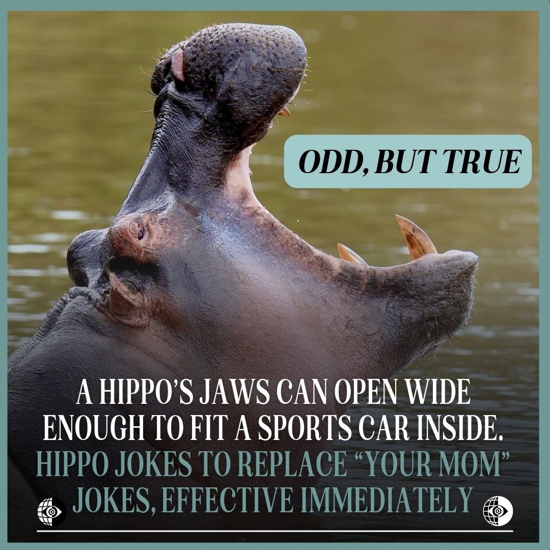 OddNews_Network's tweet photo. Sorry, hippos.
#oddbuttrue #oddnews #hippo #yourmom https://t.co/VRiU895xcU