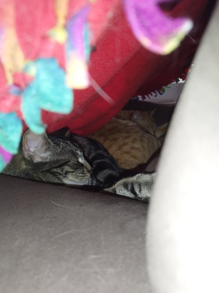 Just two mens, snoozing in an blankie cave 💛Chip and 🧡Cooper