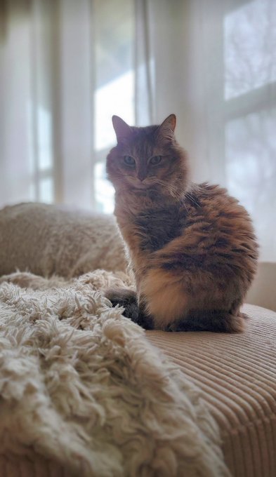 Ever wonder how I took My superiority to the next level?  I've learned from the true Goddess. https://t