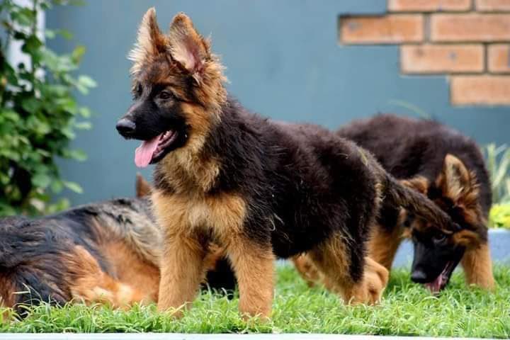 German Shepherd tweet media