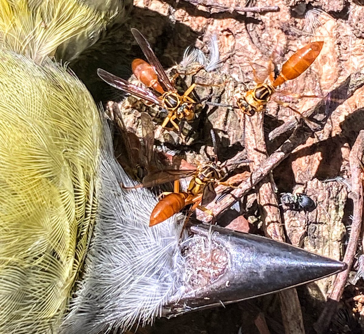 Bichodateros, hay insectos q se alimentan exclusivamente de carroña, y otros, como la avispa papelera Agelaia centralis, lo hacen oportunisticamente. Aquí vemos a un grupo de estas avispas aprovechando el cadaver fresco de un pájaro. 📸: @piskomantis