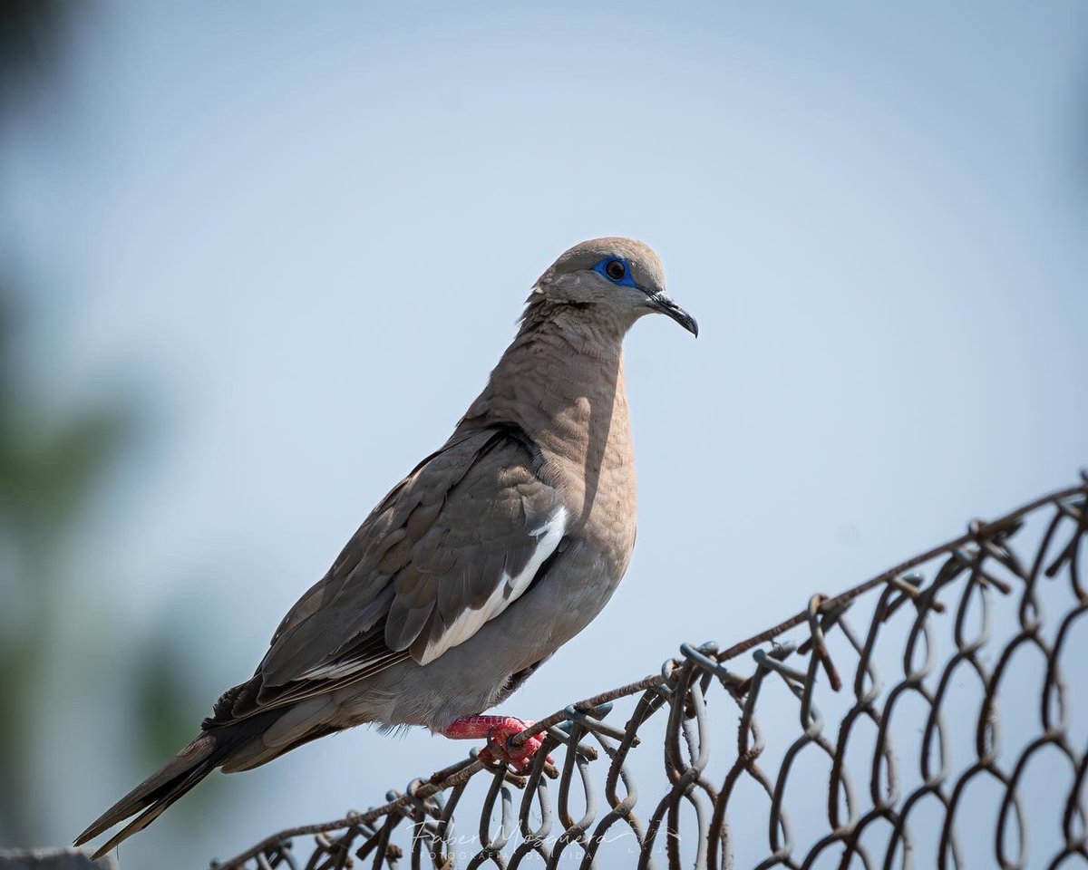 Qué tal el maquillaje de esta zenaida peruana (Zenaida meloda),  #westperuviandove #natgeowild #best_birds_of_worlds #you_best_birds #kings_birds_ #earthpix #birds #planetsbirds #exclusive_wildlife #birdsibstagram #naturyst #birdwatching #natura_perfection #best_birds_planet