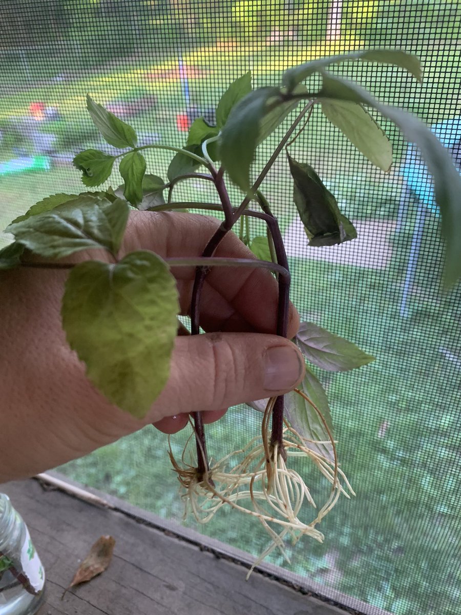 FreerangeLES's tweet photo. Just propagated some more Elderberry bushes from trimmings. #NatureIsFun https://t.co/5GG7XAxNwR