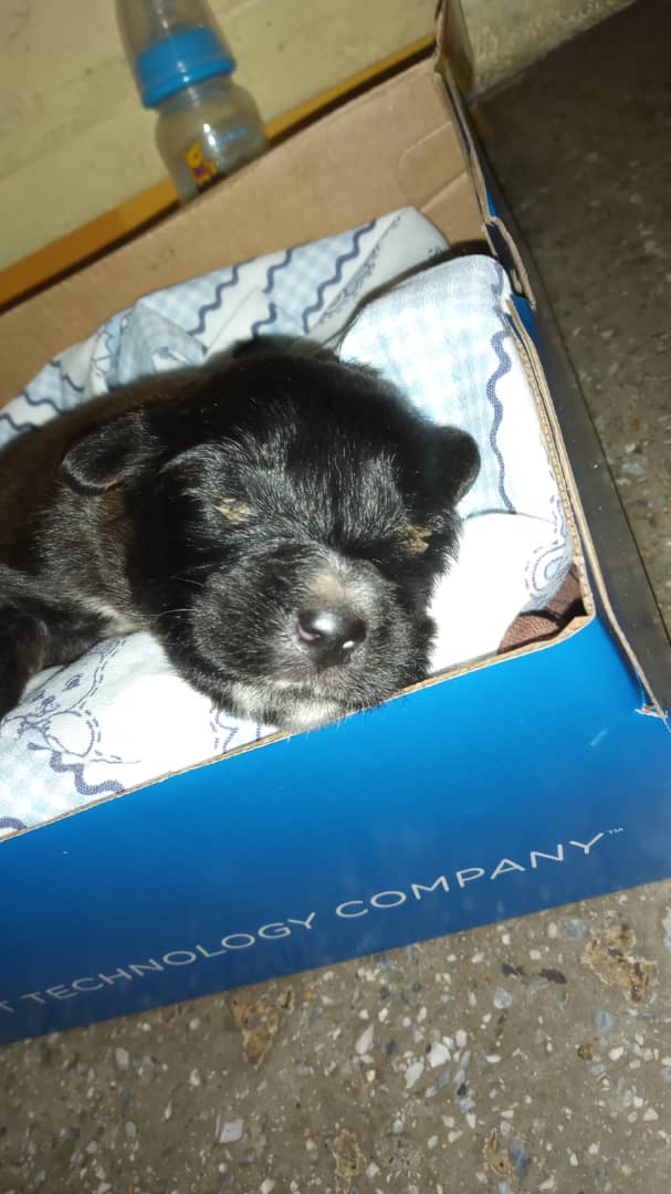 Atención Caracas RP @dayanaemilsy: #Urgente una amiga encontró éste cachorrito en esta caja en Ruiz Pineda, aun no abre los ojos. Se necesita una mamá nodriza u hogar temporal ya que ella trabaja y no puede atenderlo. #Caracas #Caricuao Contacto 0424-2200668.