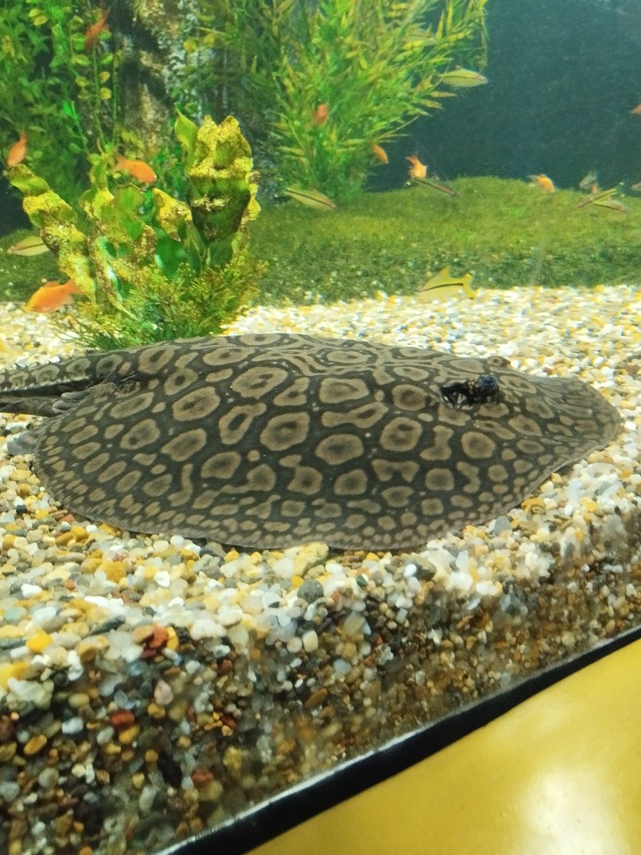 LFG🔥🔥🔥

Low market cap with substantial 
growth potential @SenderLabs