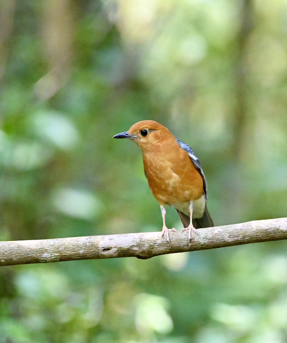 #1493 Orange-headed Thrush Inquisitive!! #dailypic #IndiAves #TwitterNatureCommunity #birdwatching #ThePhotoHour #BBCWildlifePOTD #natgeoindia