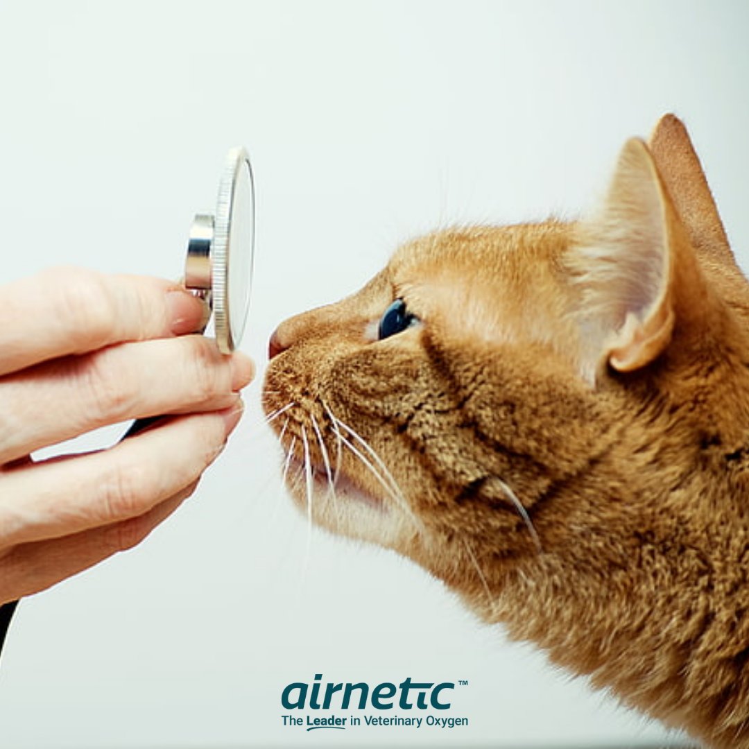 Experience seamless oxygen support with Airnetic's innovative solutions. Trust us to keep your practice running smoothly. 💨🏥

#AirneticSeamless #VetSupport