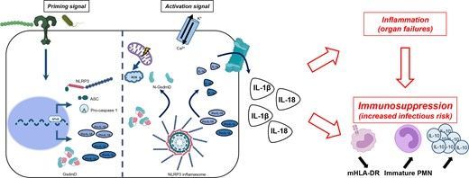 Coudereau's team explains how the activation of NLRP3 and immunosuppression concomitantly occur in the delayed stage of sepsis in this issue of #JLB buff.ly/4ajit2p