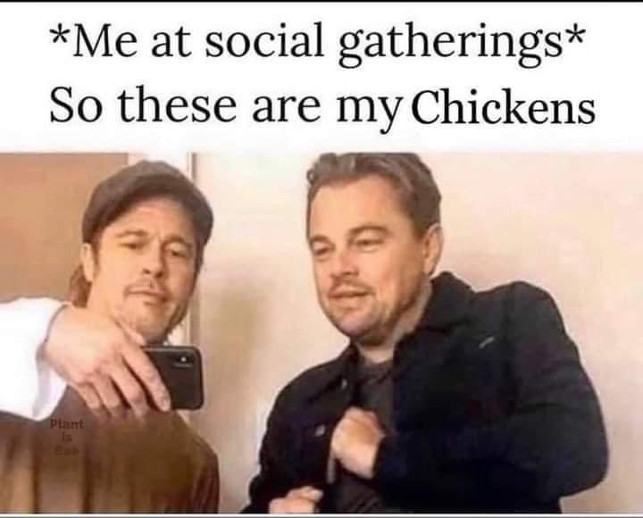 We all have a few photos 😂 

#meme #goose #geese #flock #featheryfinetime #chicken #backyard #poultry #hens #eggs #joke #haha #farming #chickens #hilarious #lol #crazychickenlady #crazychickenman #laugh #happychickens #chickenlife #petchickens #happyhens #animals #farmjokester