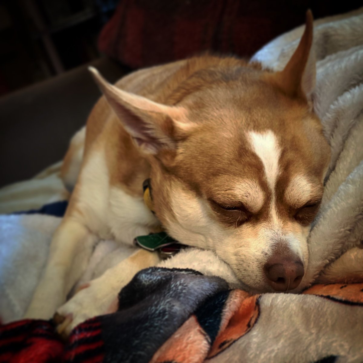 Protecting us from the evil sheep, collecting them so no one is forced into soul sucking naps….

#dogs #dogsoftwitter #honey #officedog #chihuahua #goodgirl #puppy #paws #blondebombshell #pets #kcmo #kansascity #missouri #recoverybunker